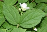 Philadelphus coronarius
