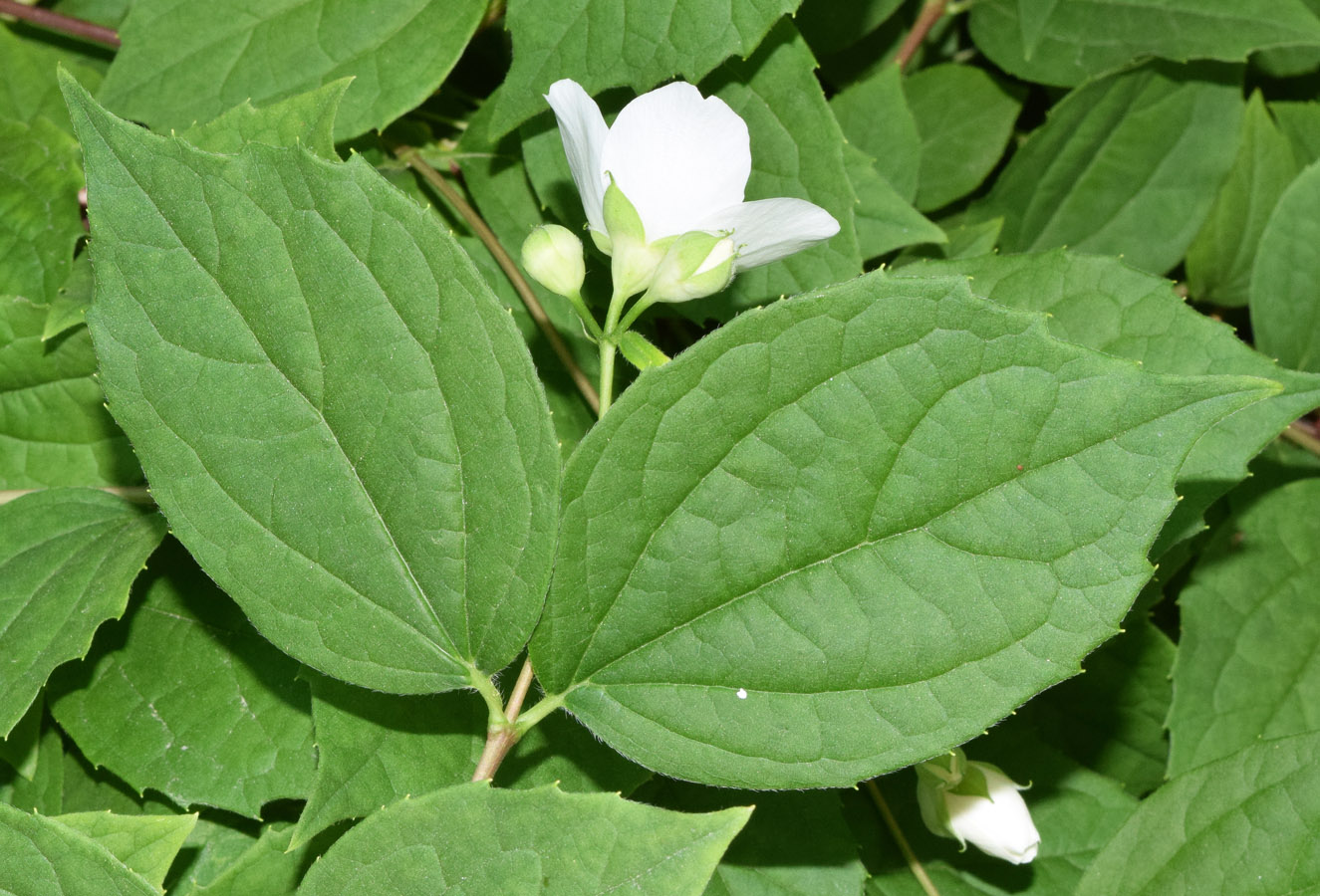 Изображение особи Philadelphus coronarius.