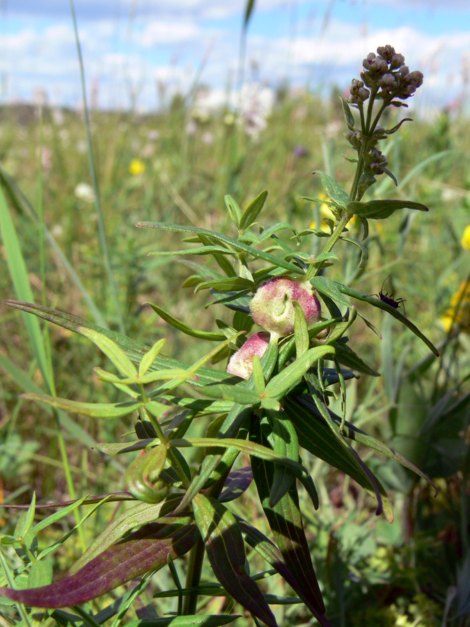 Изображение особи Galium boreale.