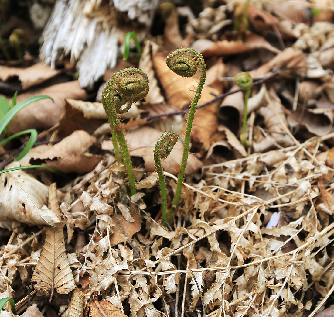 Image of Polystichum subtripteron specimen.