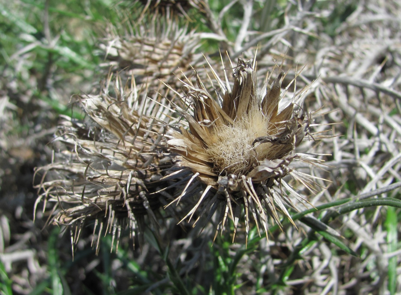 Изображение особи Lamyra echinocephala.