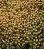 Polytrichum juniperinum