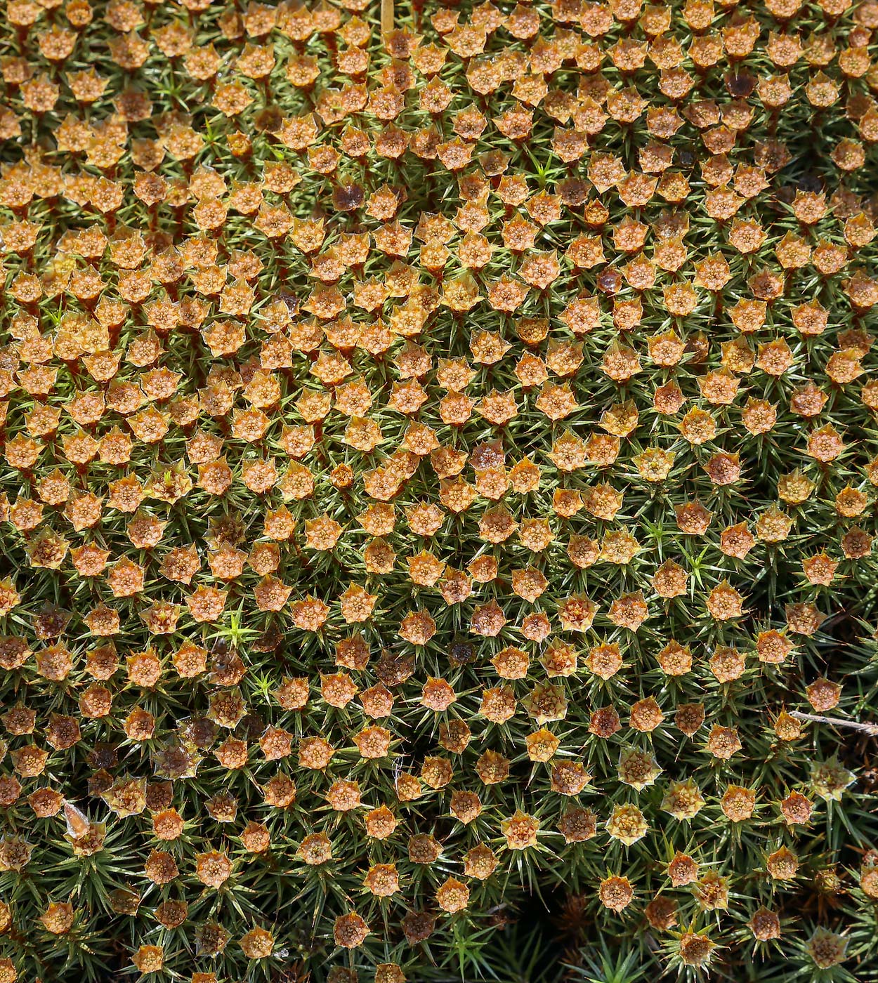 Изображение особи Polytrichum juniperinum.