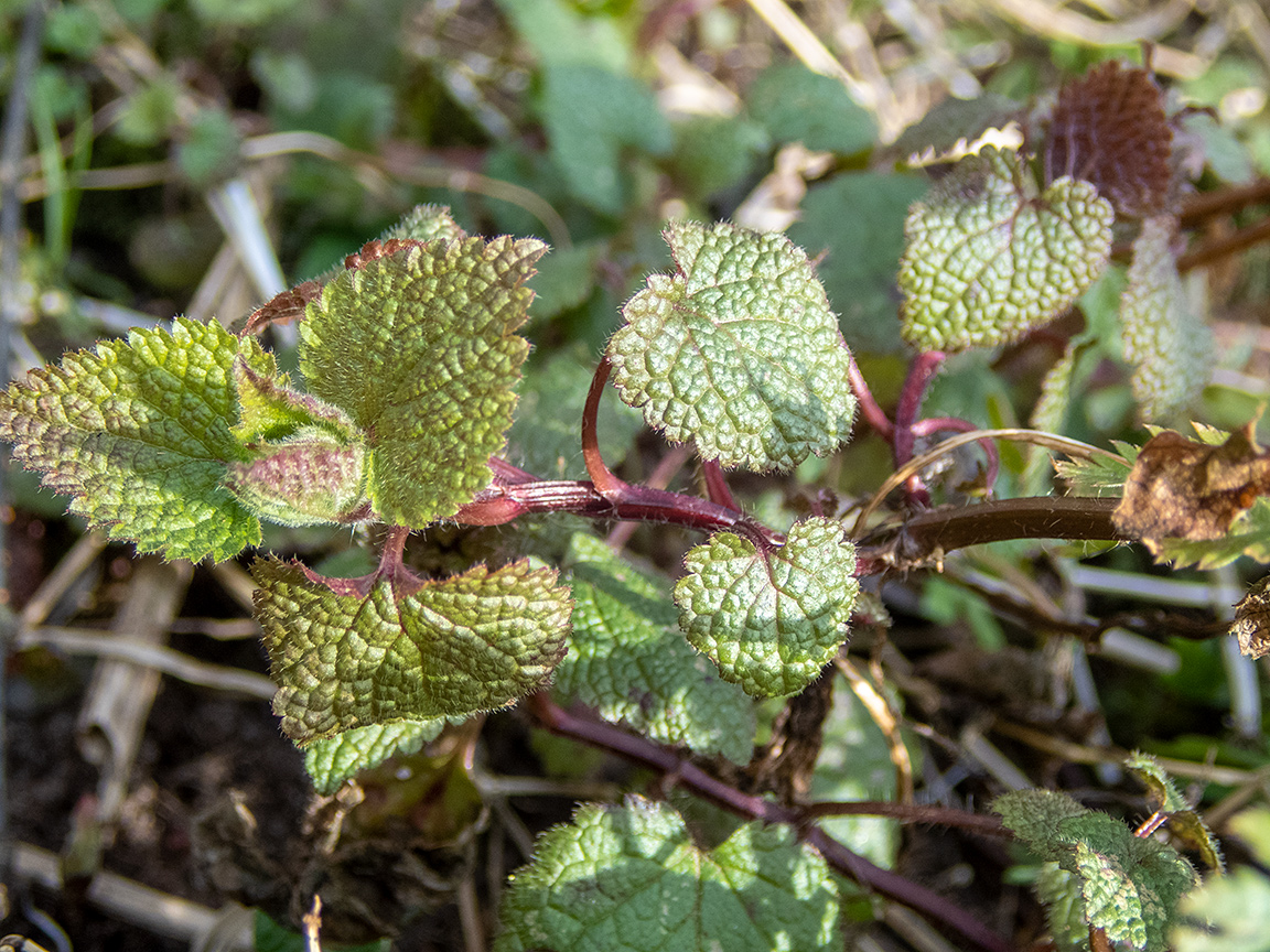 Image of Lamium maculatum specimen.