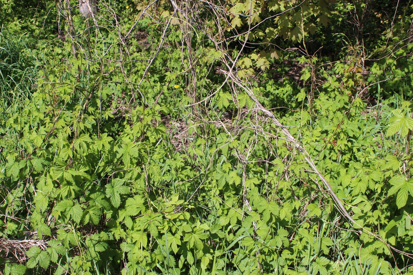 Image of Humulus lupulus specimen.