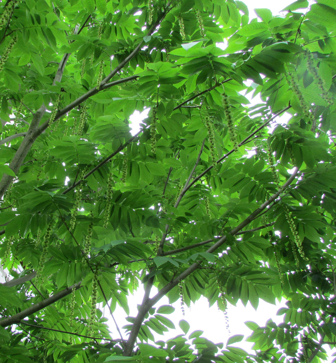 Image of Pterocarya rhoifolia specimen.