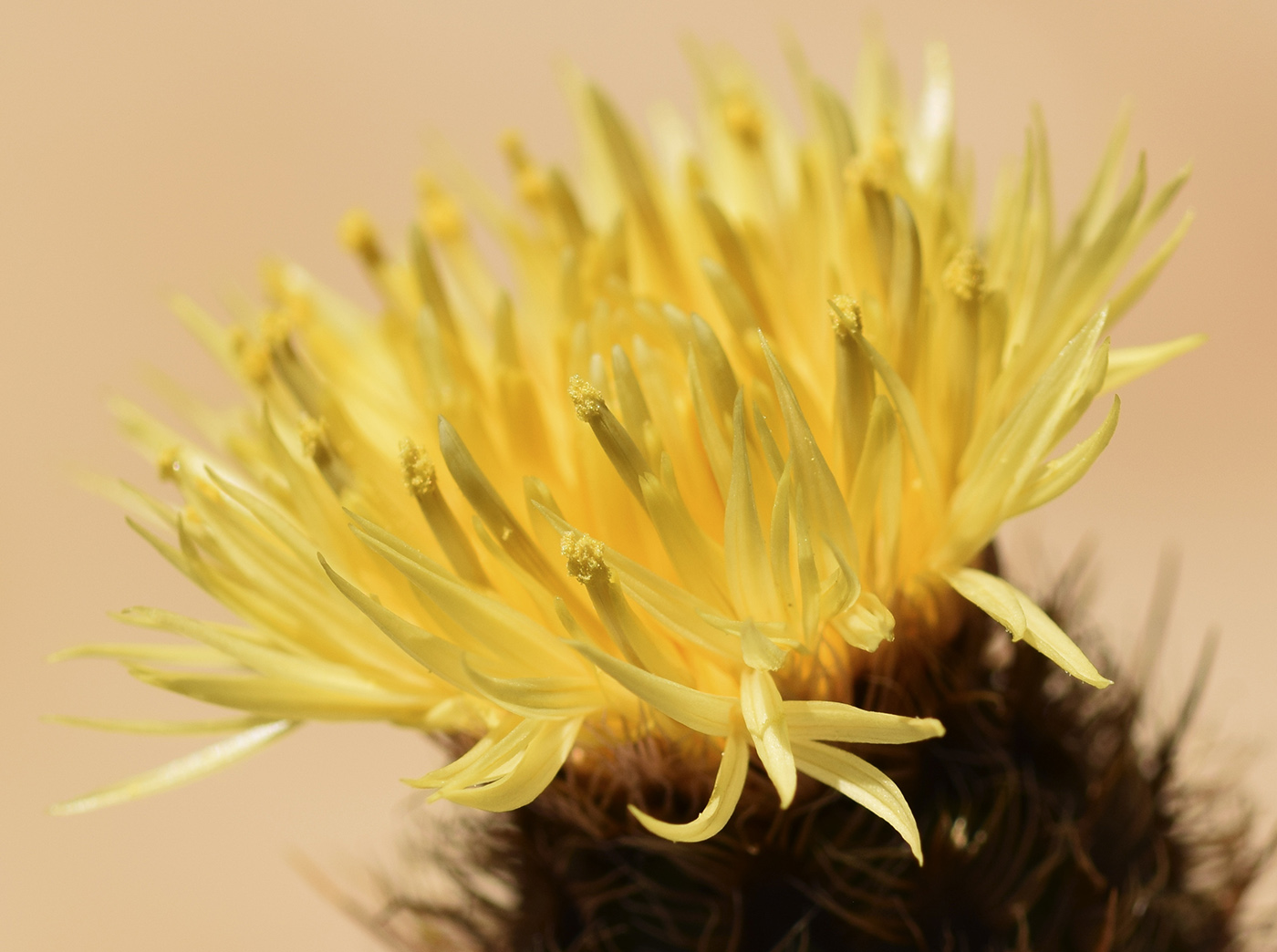 Изображение особи Centaurea collina.