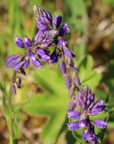 Polygala hybrida