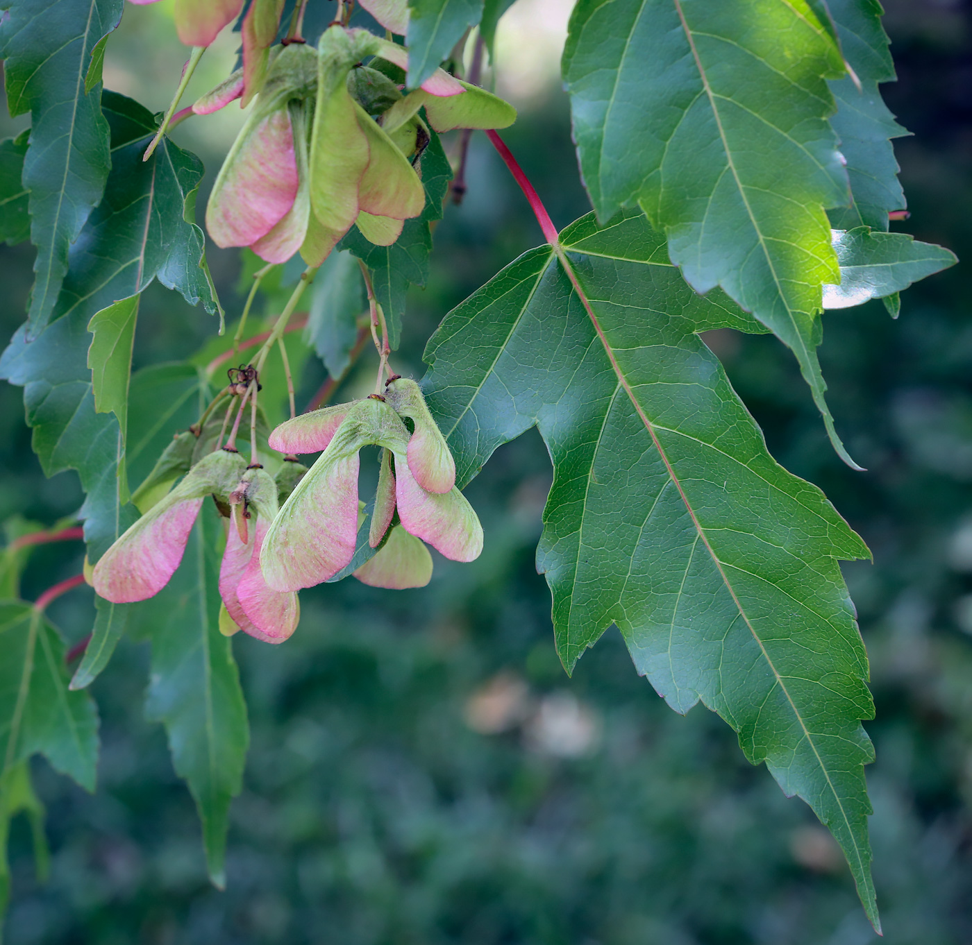 Image of Acer ginnala specimen.