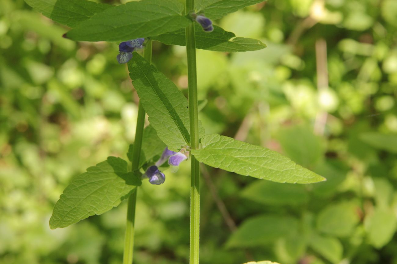 Изображение особи Scutellaria galericulata.