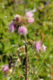 Cirsium polyacanthum