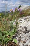 Aster ibericus. Побег с соцветиями. Крым, Байдарская долина, склон горы Чуваш-Кой. 24.07.2020.