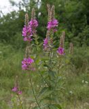 Lythrum salicaria