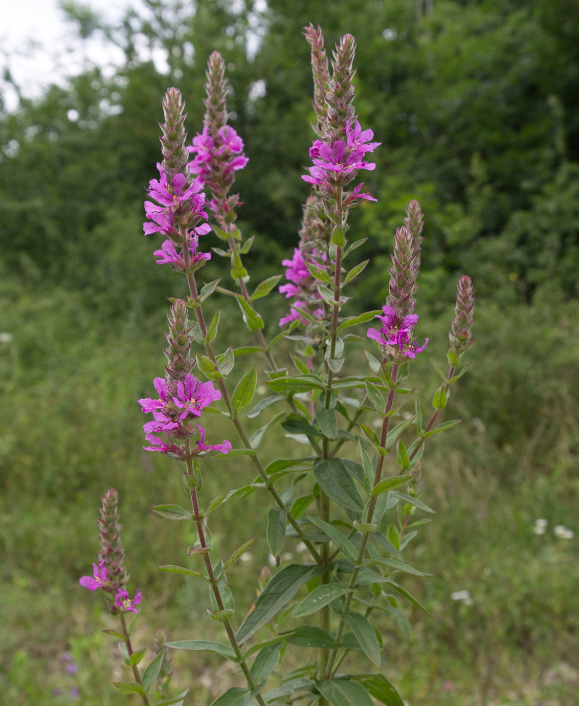 Image of Lythrum salicaria specimen.