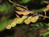 Hedysarum branthii. Верхушка соплодия. Приморский край, Партизанский р-н, гора Ольховая, выс. 1610 м н.у.м., каменистый юго-восточный склон. 29.07.2020.