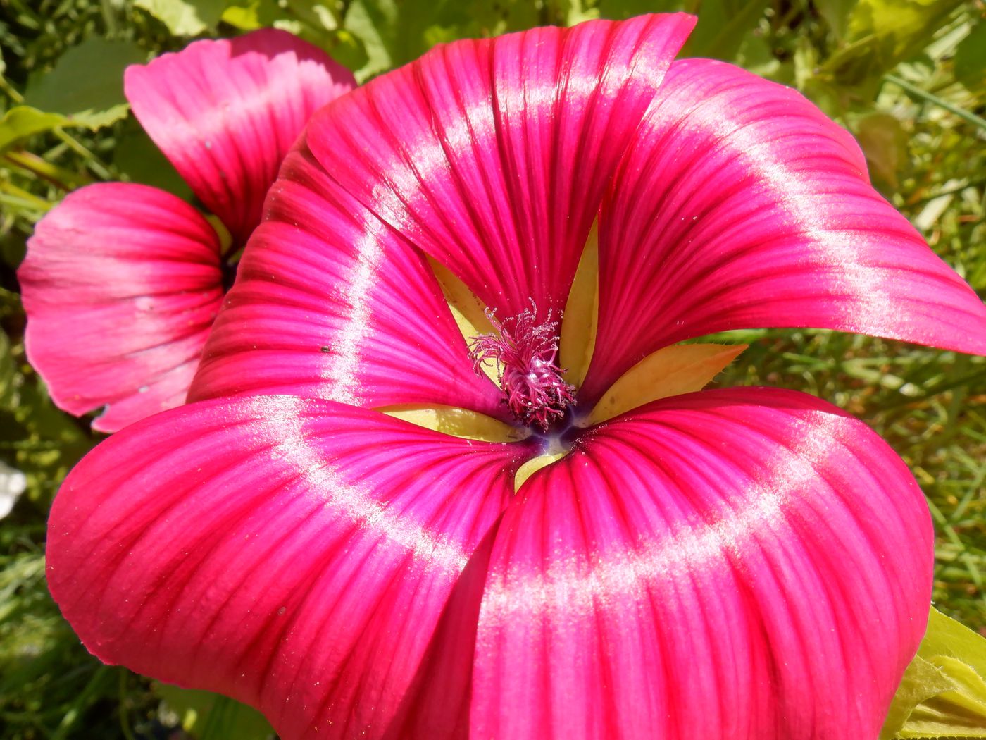 Image of Malope trifida specimen.