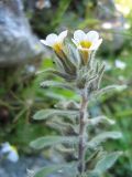 Alkanna corcyrensis