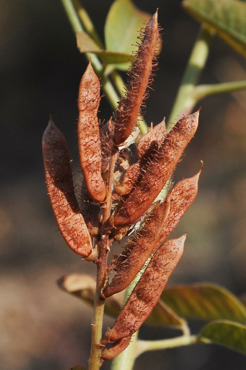 Изображение особи Glycyrrhiza nadezhinae.