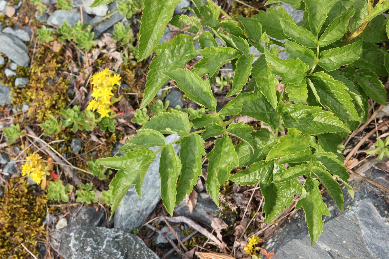Image of Cimicifuga foetida specimen.