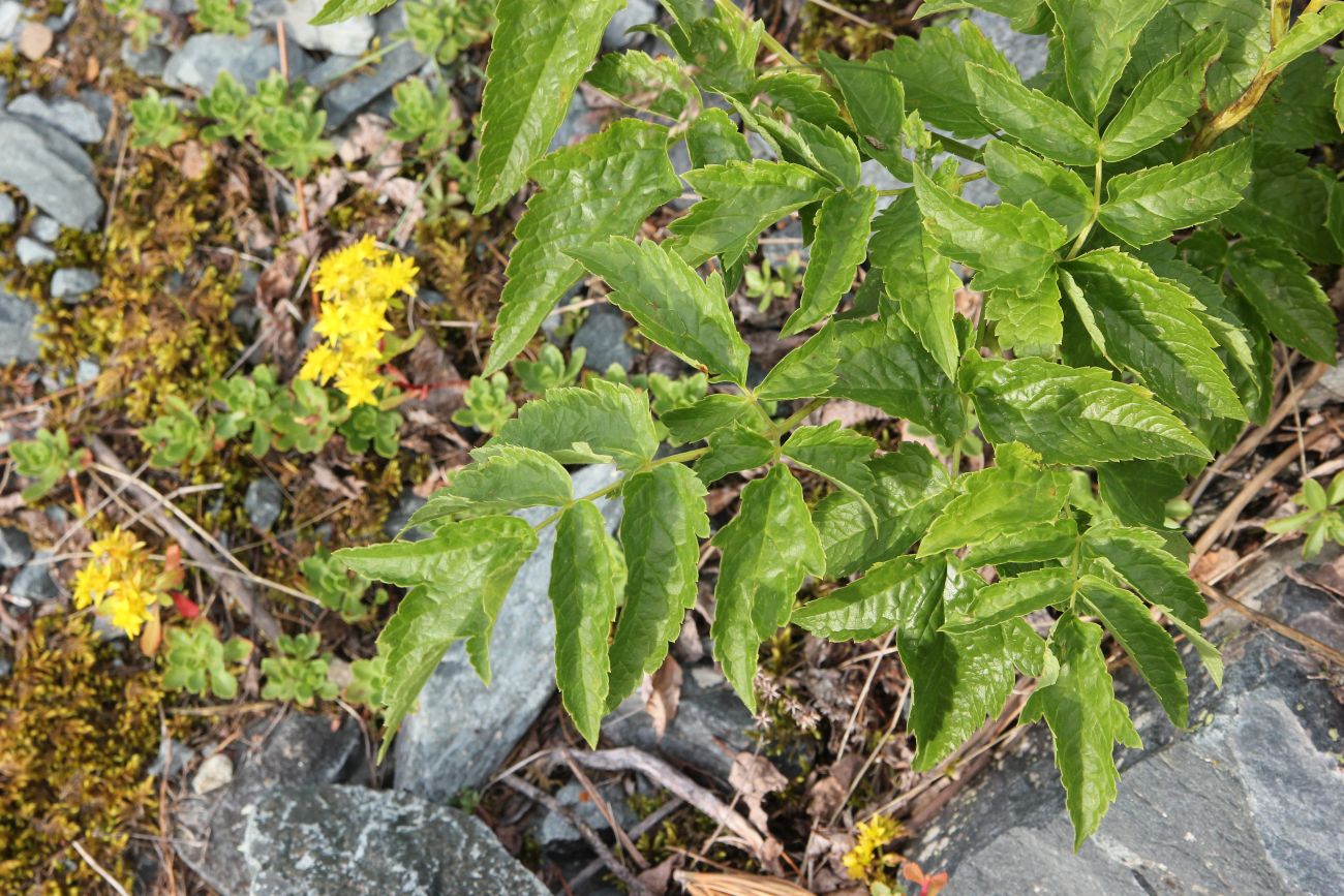 Изображение особи Cimicifuga foetida.