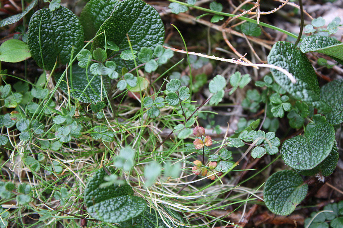 Изображение особи Thalictrum alpinum.