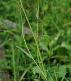 Sonchus subspecies uliginosus
