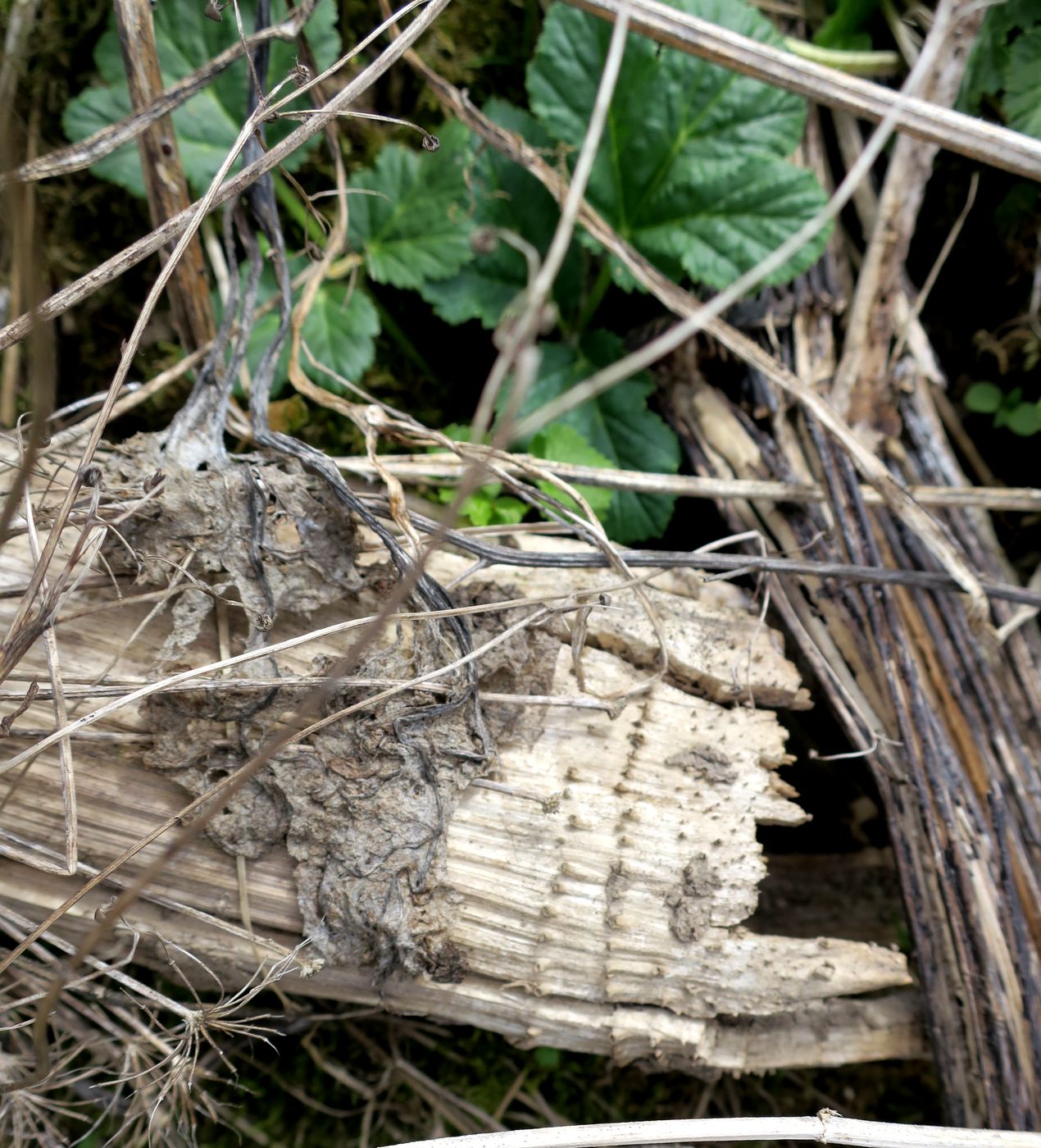 Image of Heracleum sosnowskyi specimen.