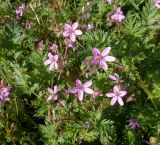 Erodium cicutarium