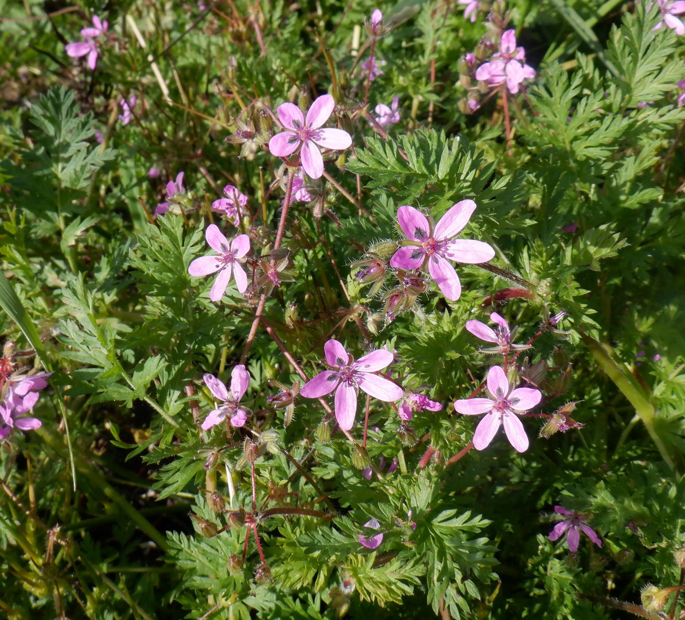 Изображение особи Erodium cicutarium.