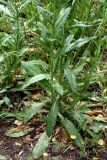 Verbascum blattaria