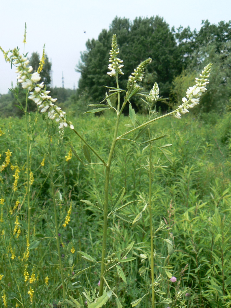 Image of Melilotus albus specimen.