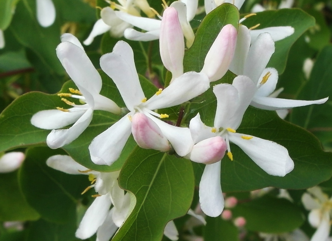 Изображение особи Lonicera tatarica.