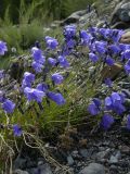 Campanula rotundifolia