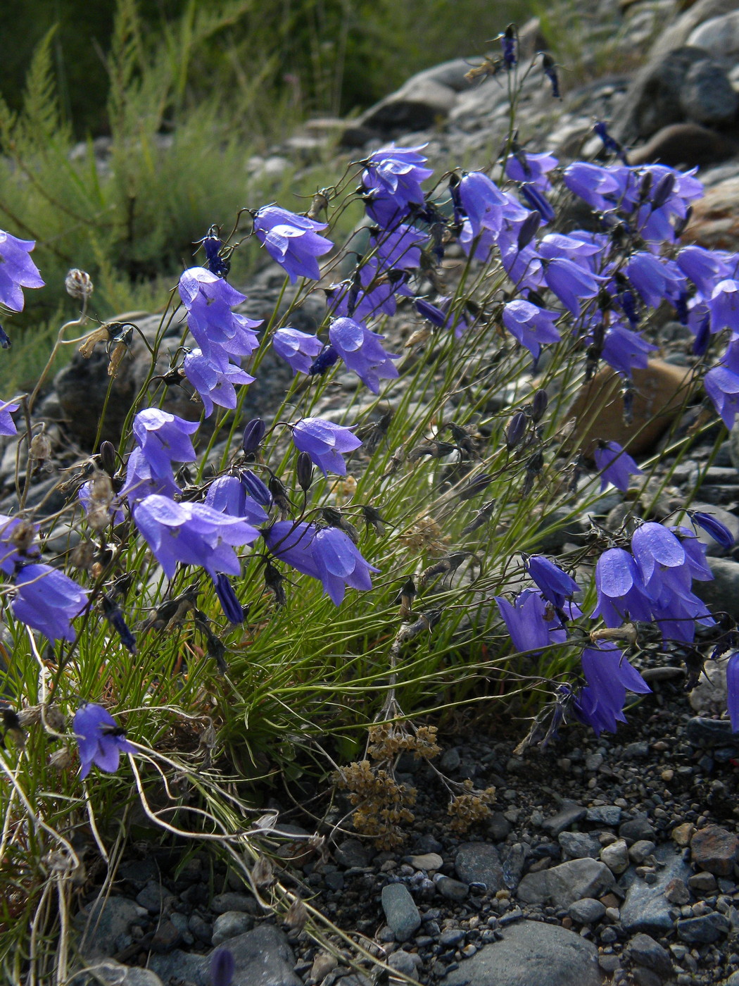 Изображение особи Campanula rotundifolia.