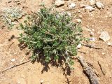 Lithodora hispidula. Отцветающее растение. Греция, о. Родос, фригана севернее мыса Прасониси. 9 мая 2011 г.