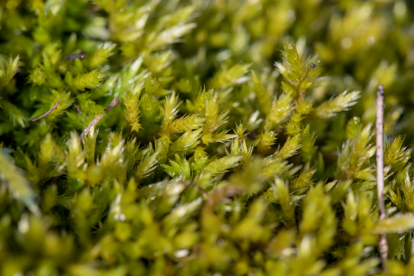 Image of Homalothecium lutescens specimen.