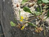 Scorpiurus muricatus. Цветущее и плодоносящее растение. Греция, о. Родос, побережье в окр. Камероса, каменисто-глинистый склон над автомобильной дорогой. 6 мая 2011 г.