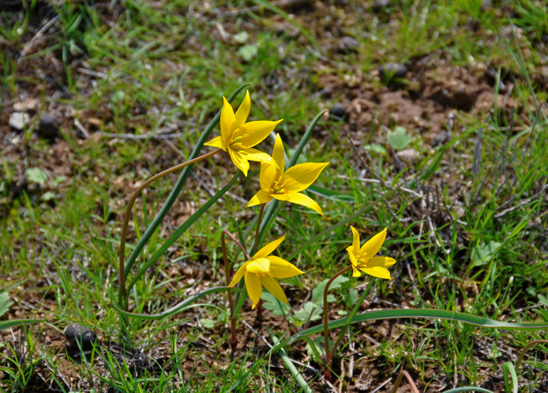 Image of Tulipa biebersteiniana specimen.