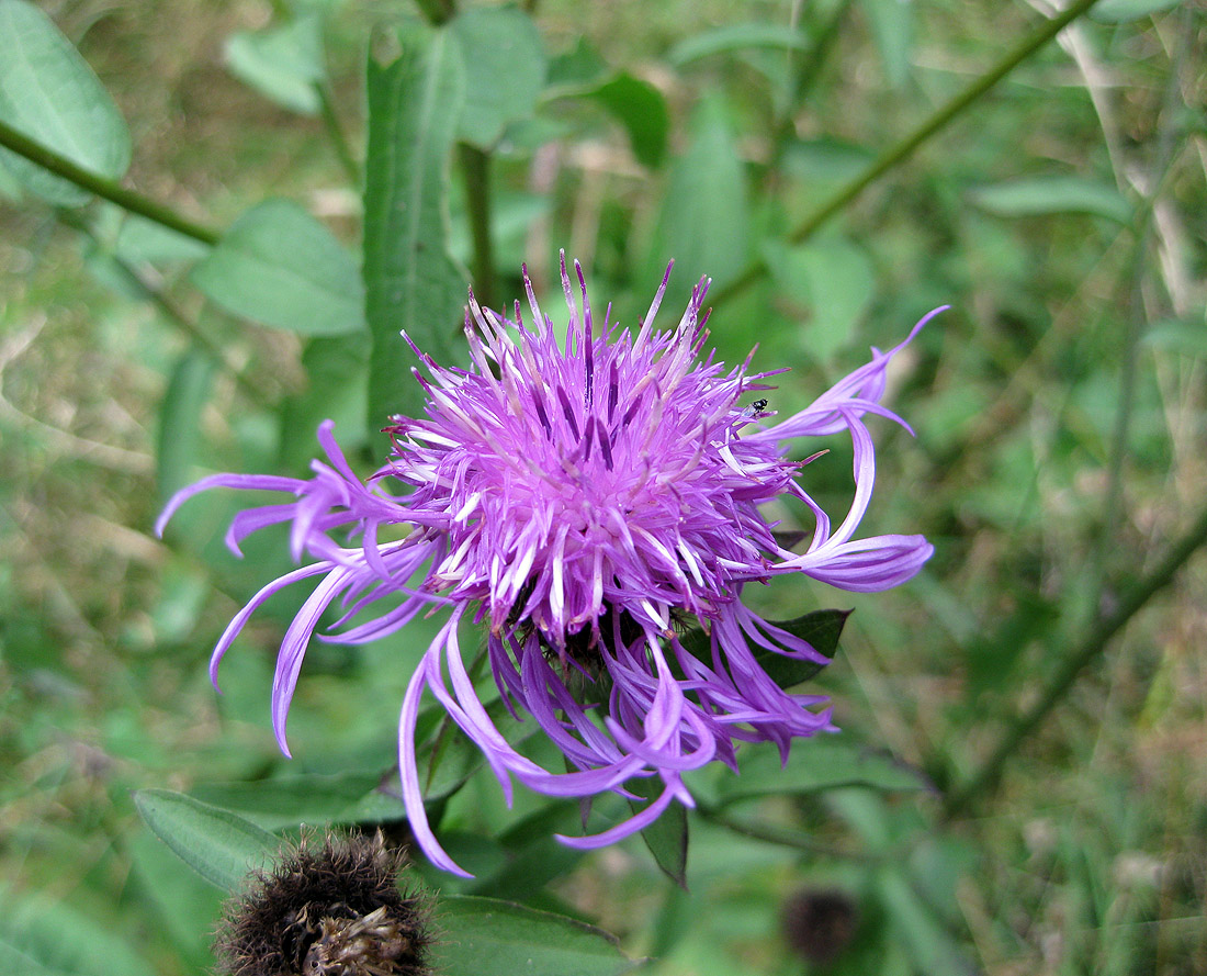 Изображение особи Centaurea carpatica.