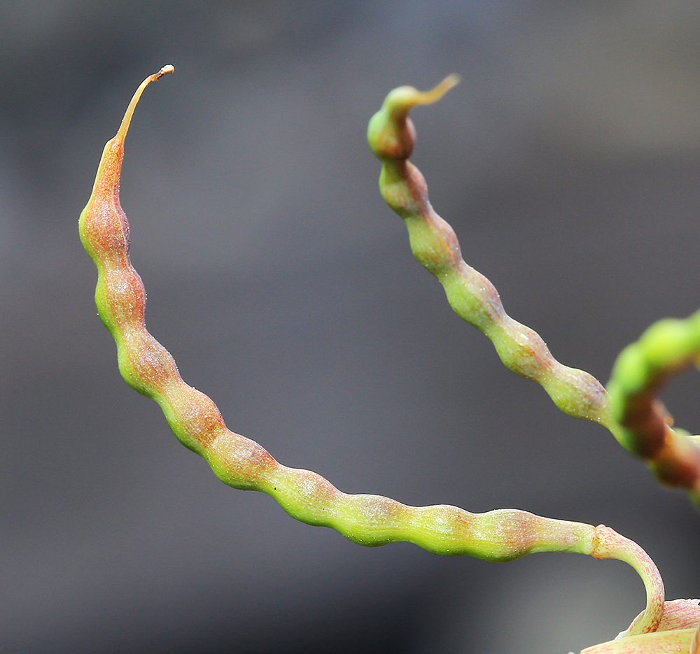 Image of Corydalis speciosa specimen.