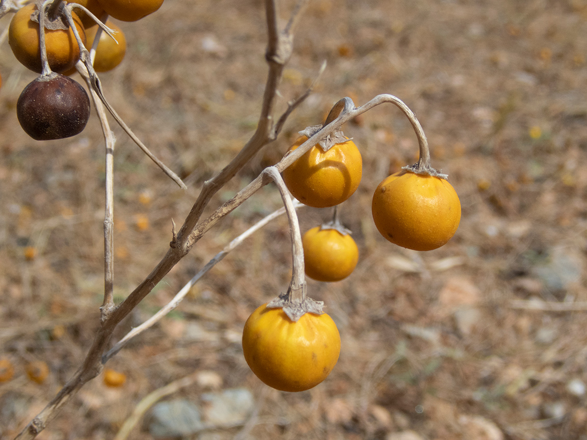 Image of Solanum elaeagnifolium specimen.