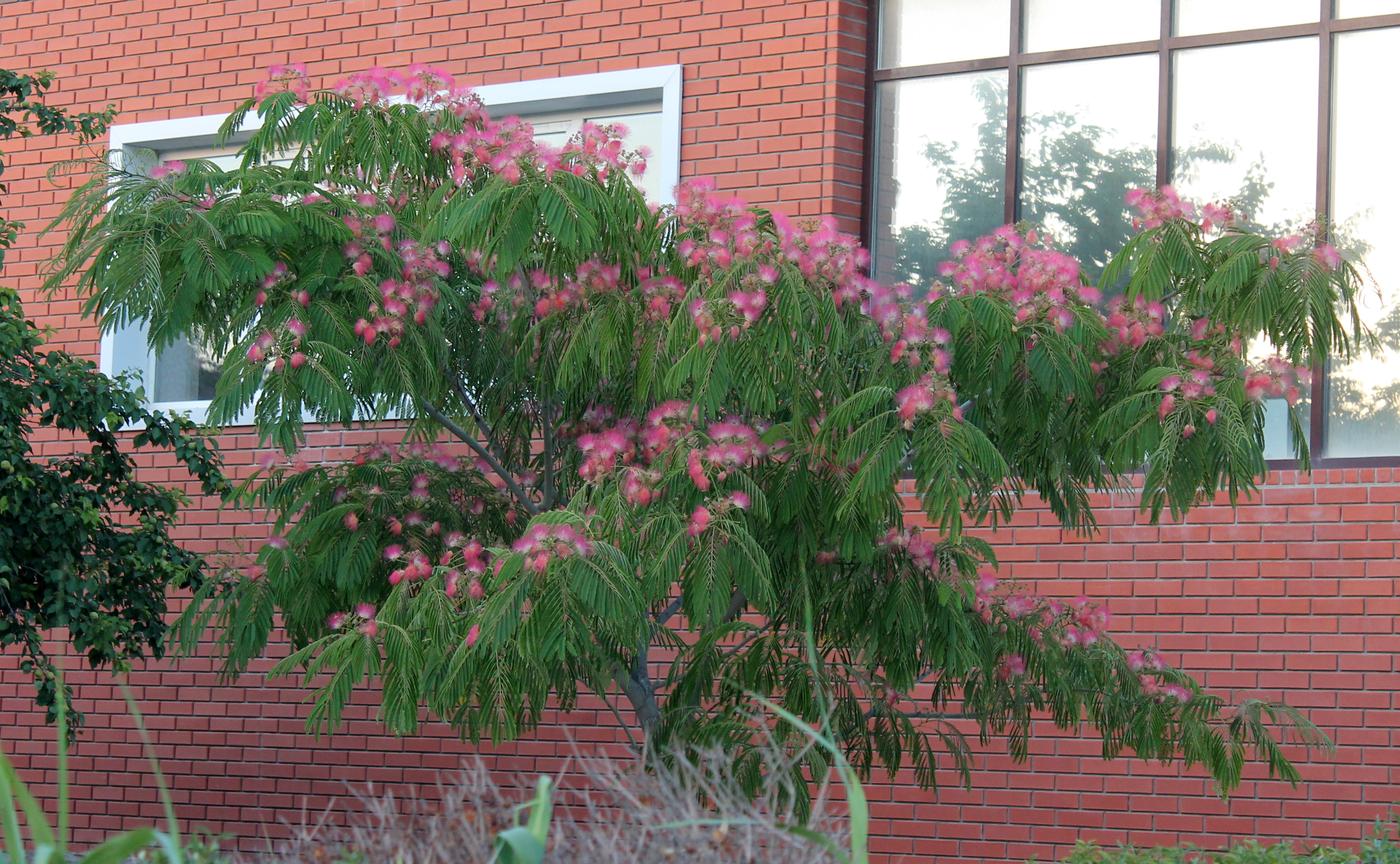 Изображение особи Albizia julibrissin.