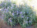 Solanum elaeagnifolium