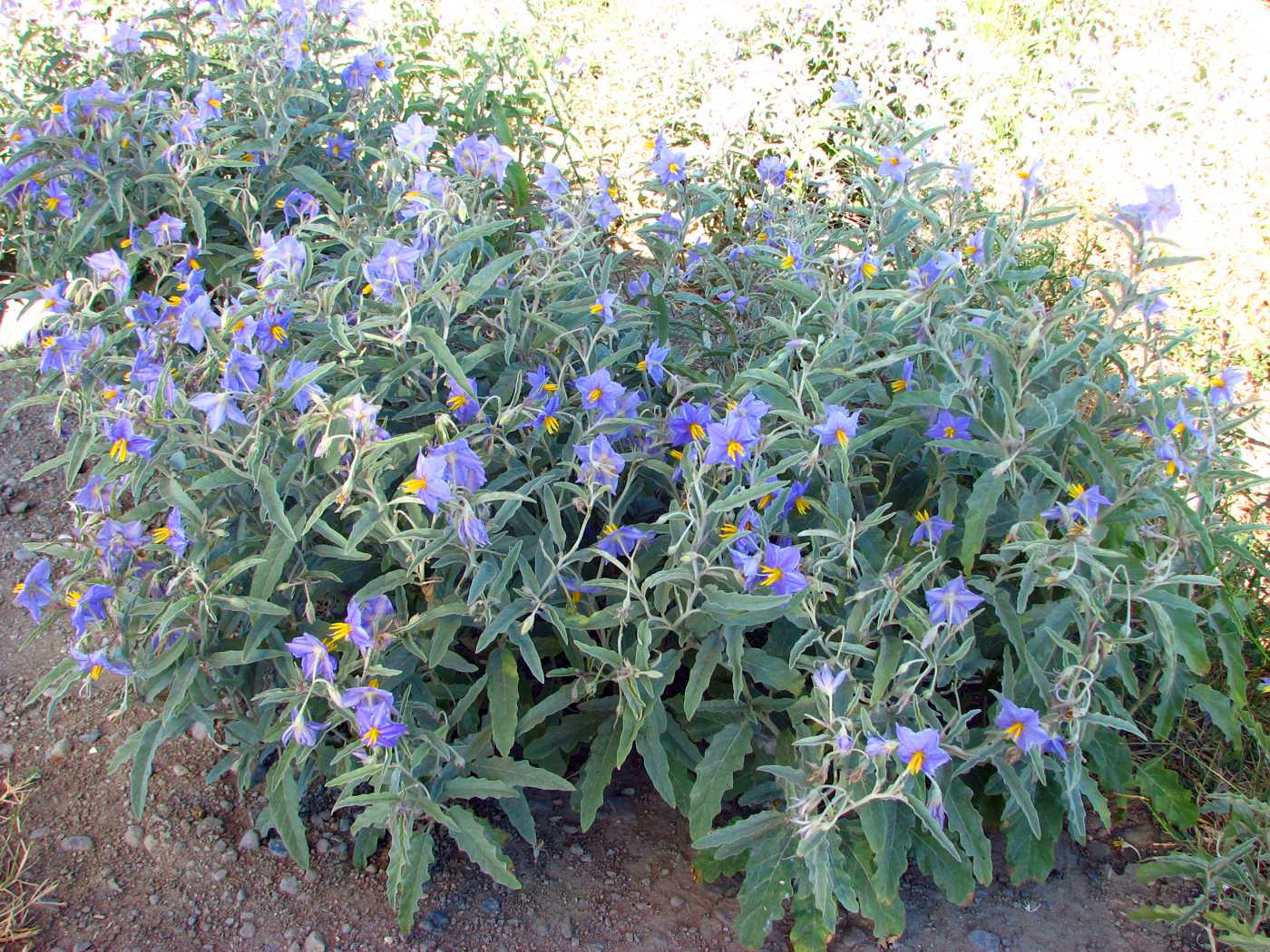 Изображение особи Solanum elaeagnifolium.