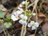Arabidopsis lyrata