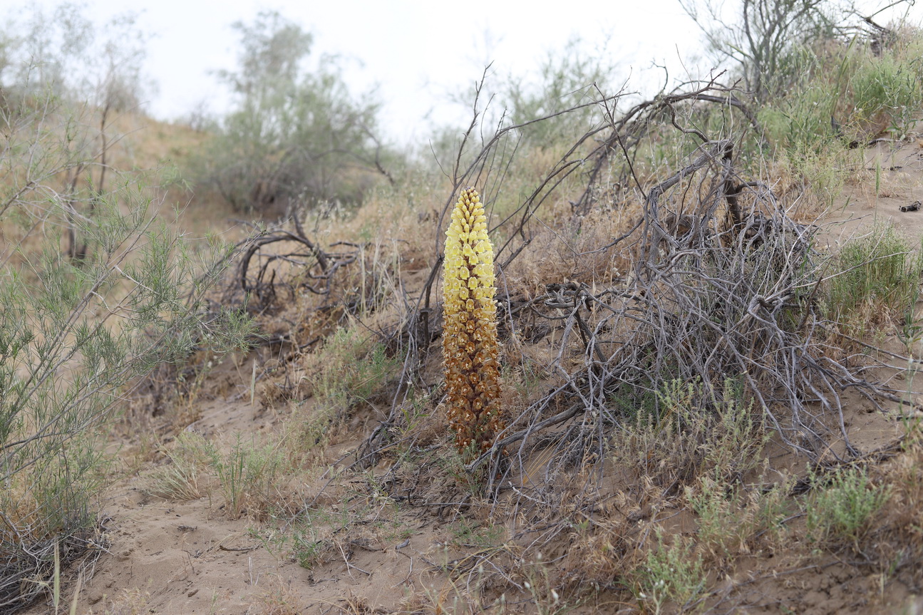 Image of Cistanche flava specimen.