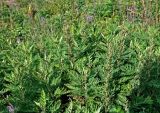 Artemisia gmelinii