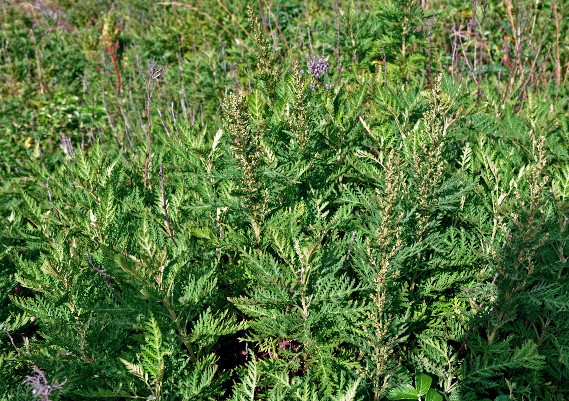 Image of Artemisia gmelinii specimen.