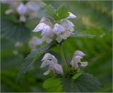 Lamium album