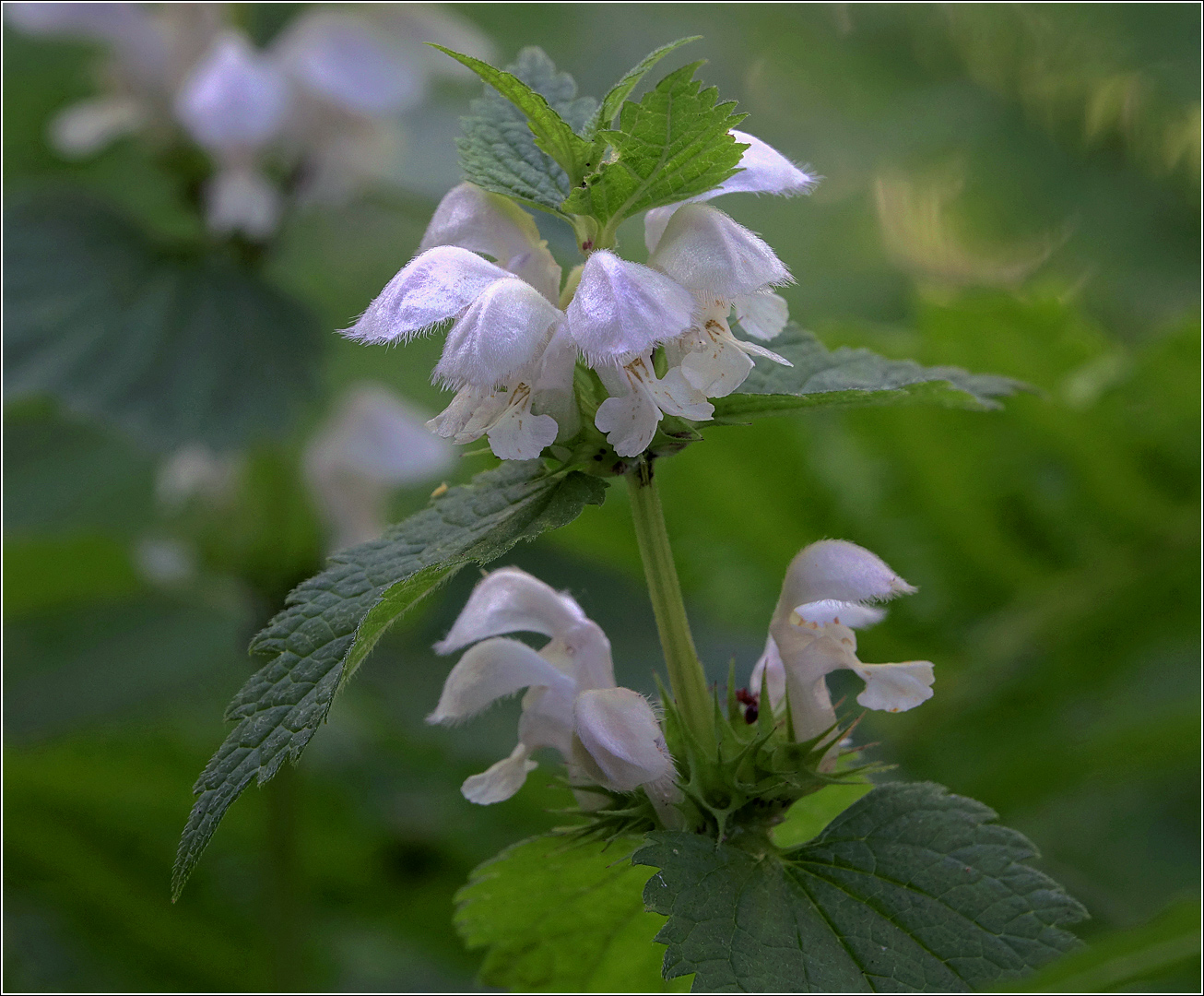 Image of Lamium album specimen.